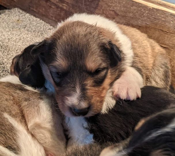 image Scottish Collie Puppy Image